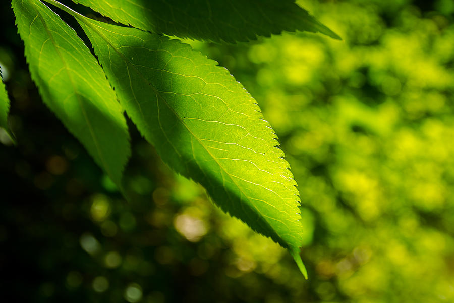 Tree Photograph - All Things Are Green by Andreas Levi