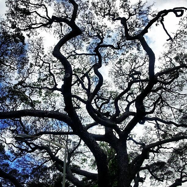 Tree Photograph - All You Gotta Do Is Look Up!  #trees by Dilaxo Gertron