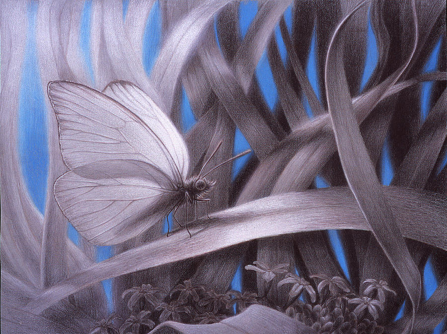 Butterfly Painting - Allambie to remain awhile by Shawn Kawa Butterfly Painting - Allambie to remain awhile by Shawn Kawa