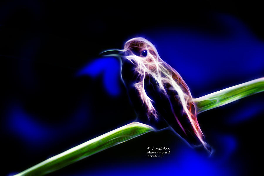 Allens Hummingbird - Fractal Digital Art by James Ahn