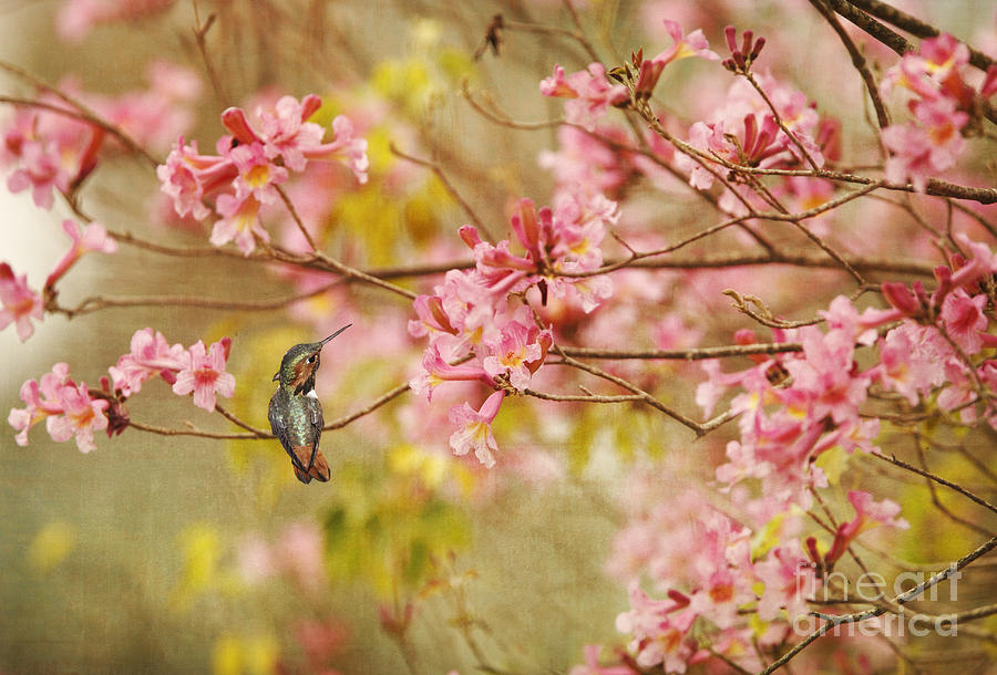 Allens Hummingbird with Spring Blossoms Photograph by Susan Gary