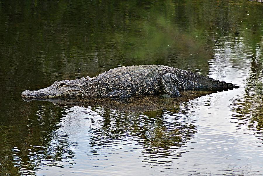 Alligator 1 Photograph by Joe Faherty