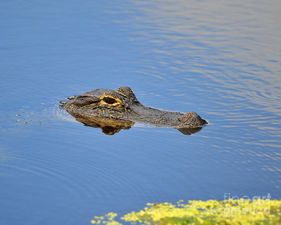 Alligator Afloat Photograph by Al Powell Photography USA