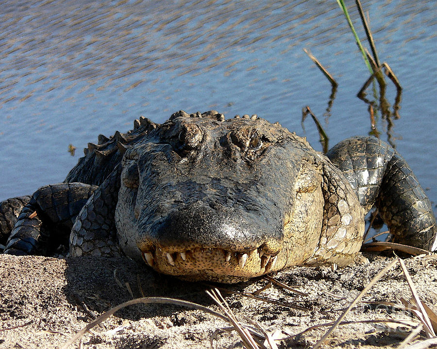 Alligator Approach - Digital Art Photograph by Al Powell Photography USA