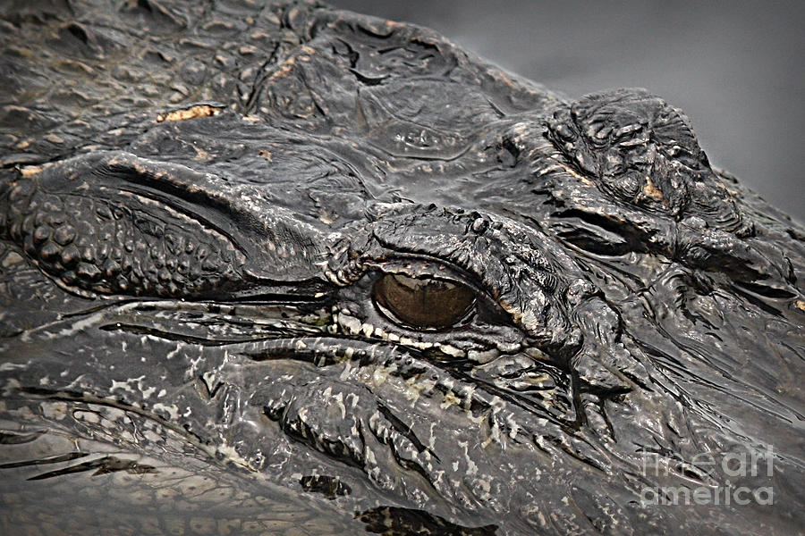 Alligator eye Photograph by Danuta Bennett