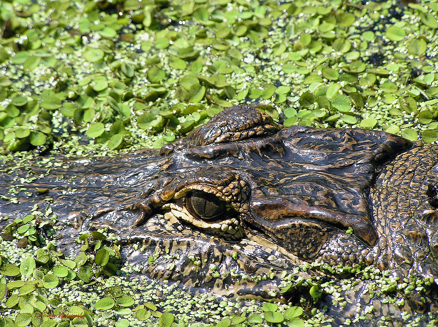 Alligator Eye Photograph by Li Newton