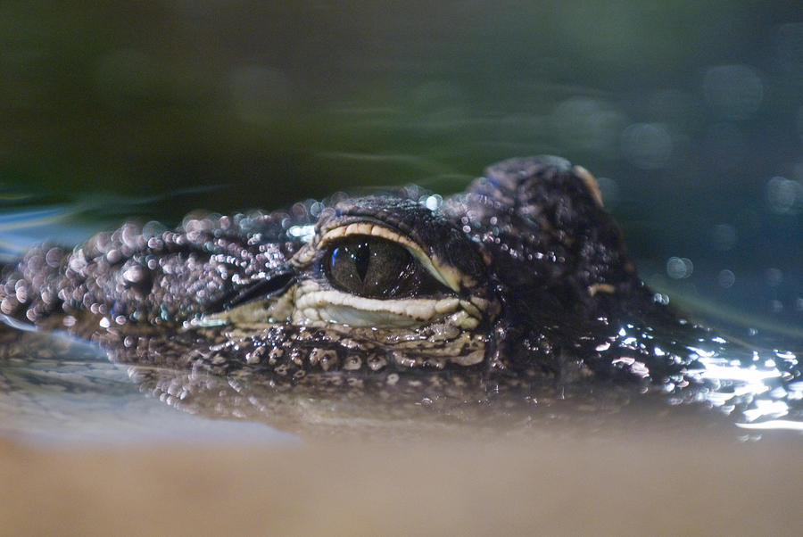 Alligator Eyes In The National Aquarium Photograph By Rich Reid