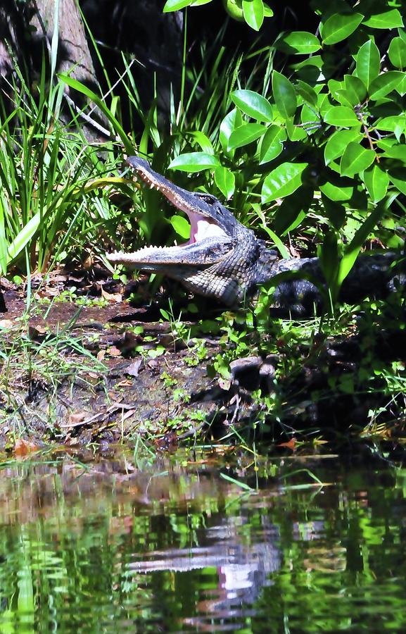 Alligator Garden  Photograph by Kicking Bear  Productions