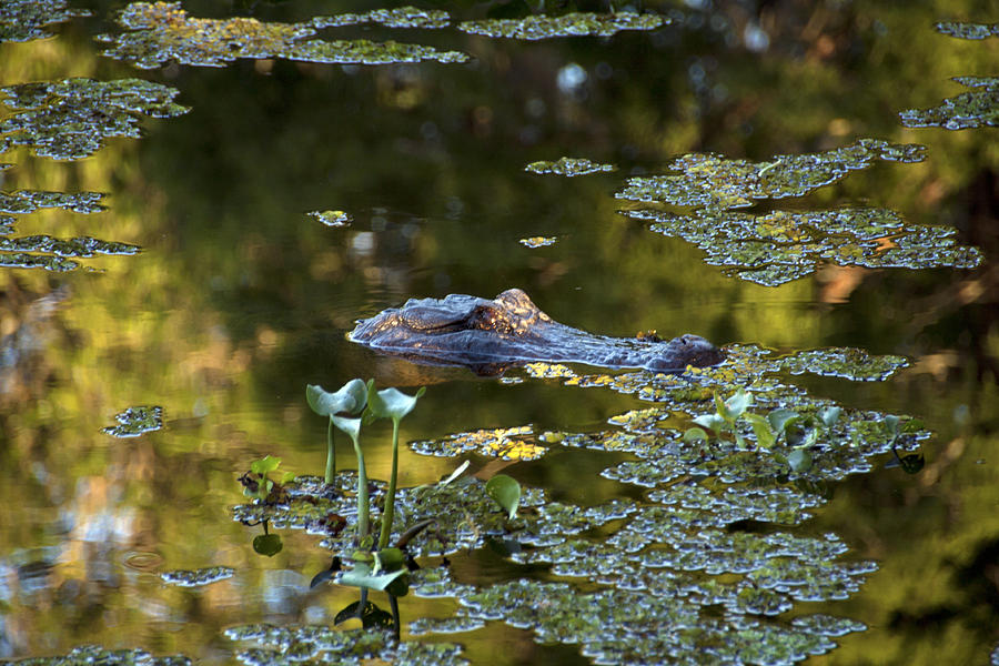 Alligator Photograph - Alligator in Swamp by Gary  Taylor