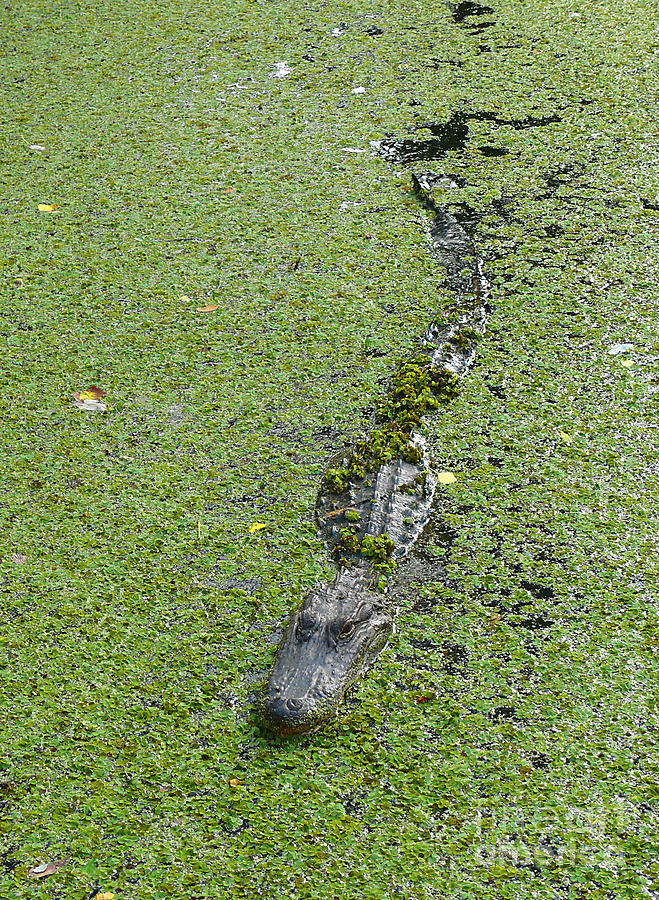 Alligator In Swamp Water Photograph by Jeanne Woods - Pixels