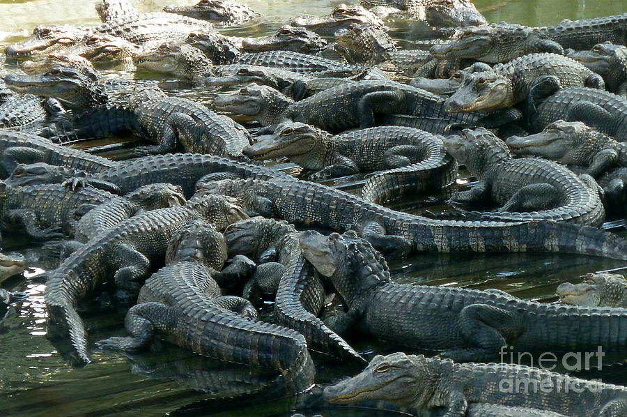 Alligator Kingdom Photograph by Anna  Duyunova