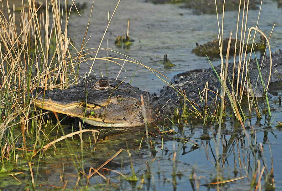 Alligator Marsh by Karen King