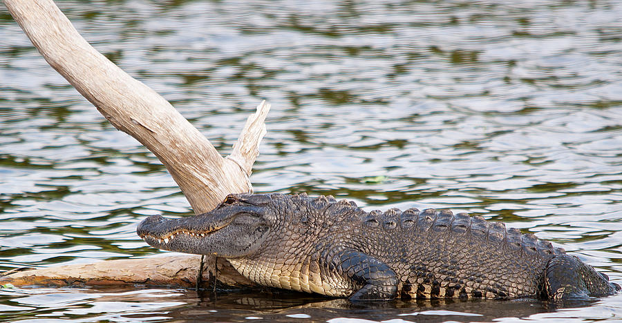 Alligator On Log Photograph by Kenneth Albin
