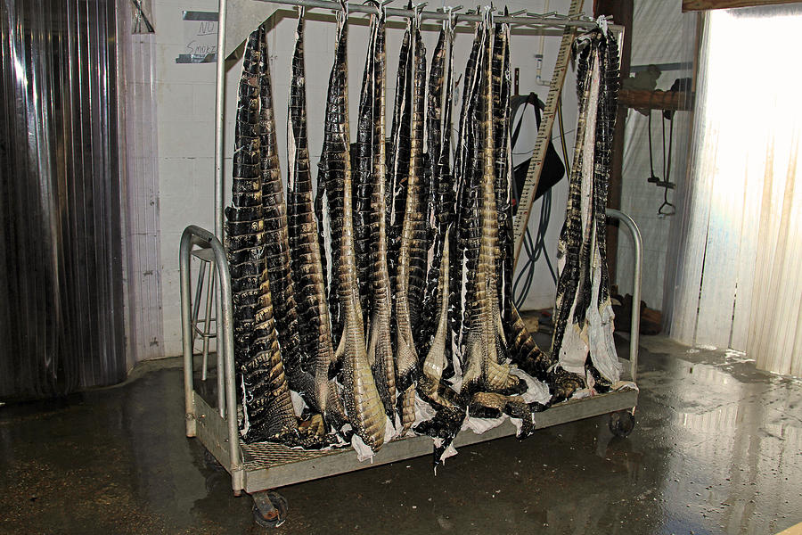 Alligator processing Photograph by Ronald Olivier Fine Art America