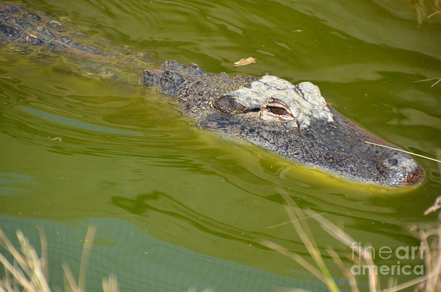 Alligator Photograph by Randy J Heath