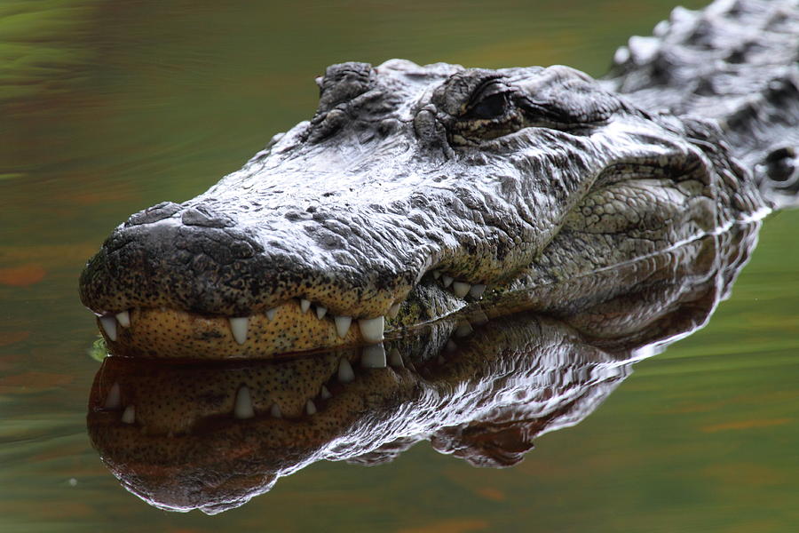Alligator Reflection Photograph by Bruce J Robinson