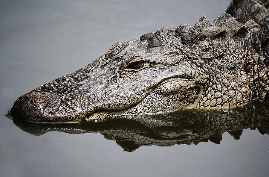 Alligator Reflection Photograph by Paulette Thomas - Fine Art America