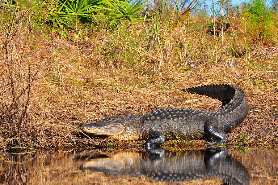 Alligator Photograph by Ron Carbone - Fine Art America