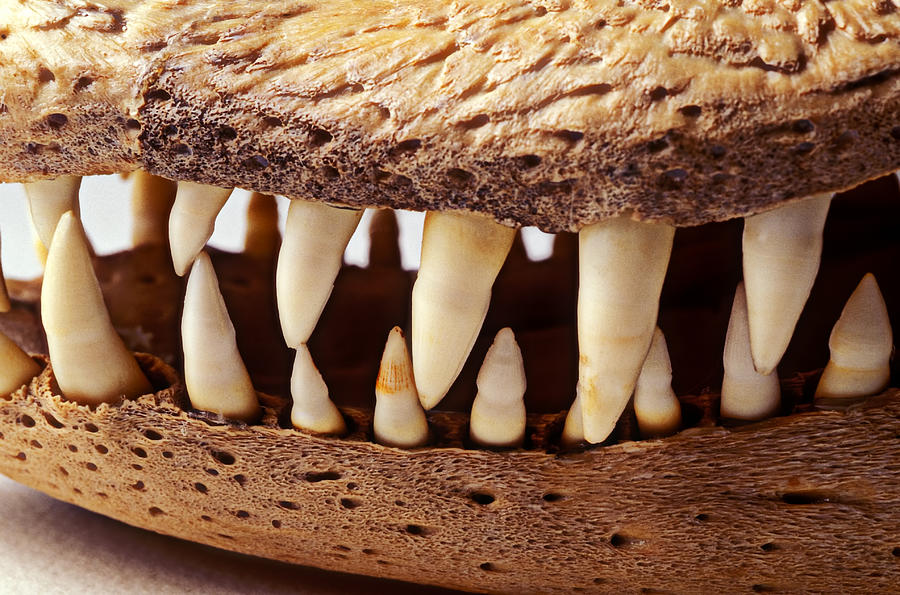 Jaws Photograph - Alligator skull teeth by Garry Gay