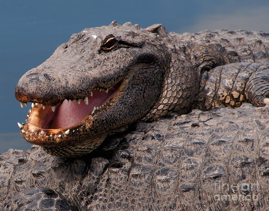 Alligator Smile Photograph by Art Whitton