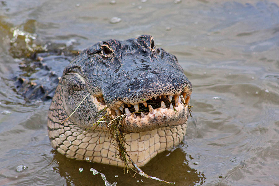 Alligator smile Photograph by Kelley Nelson