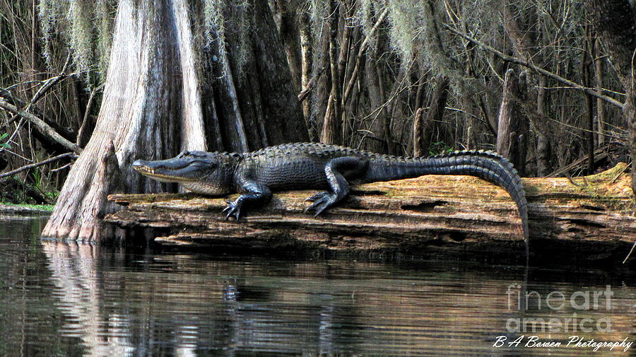 Alligator Sunning Photograph by Barbara Bowen