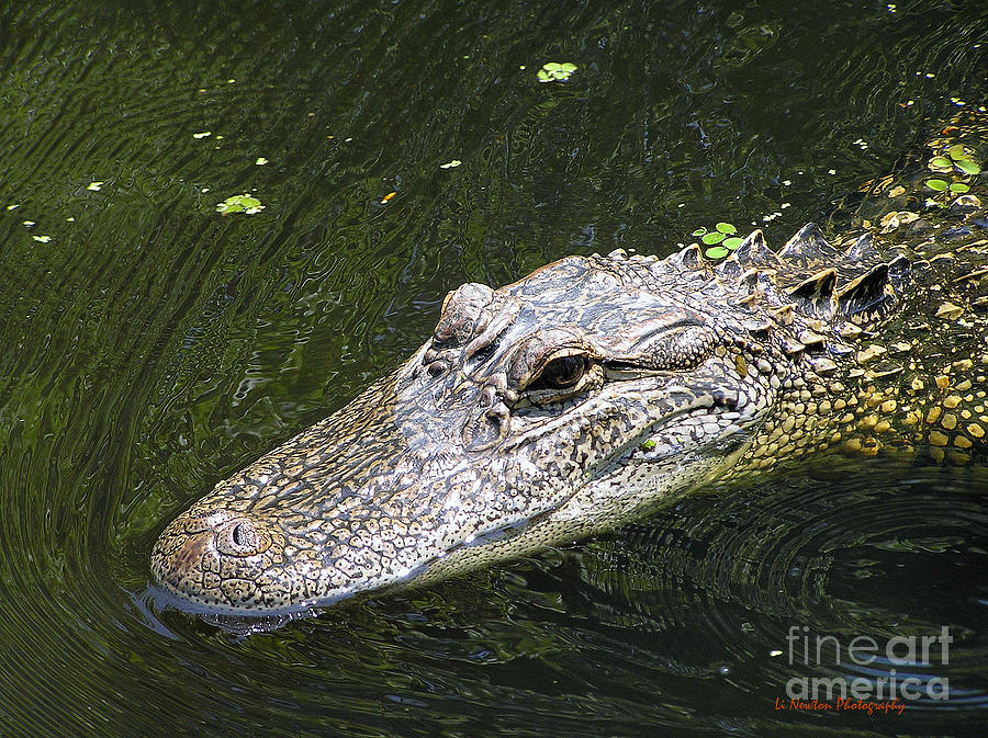 Alligator Swimming Photograph by Li Newton