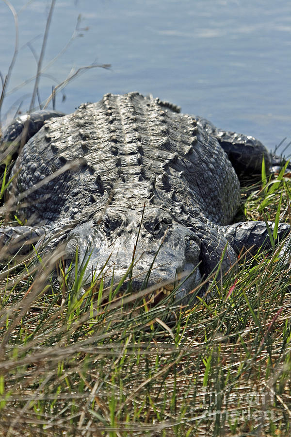 Alligator waiting Everglades National Park FL Photograph by John Van Decker