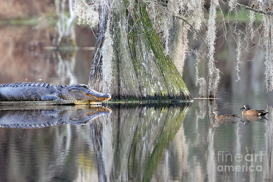 Alligator waiting for dinner Photograph by Dan Friend