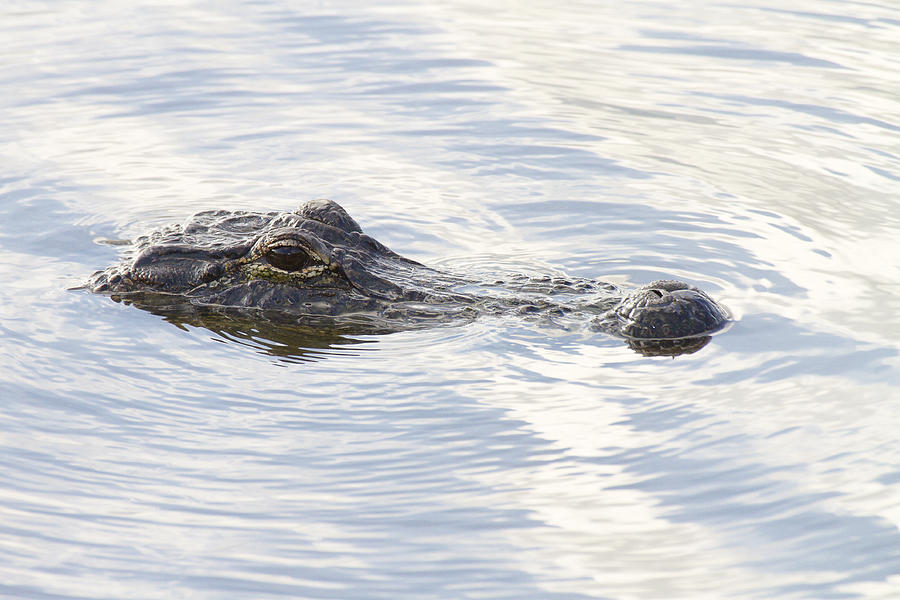 Alligator With Sky Reflections - A Closer View Photograph by Bill Swindaman