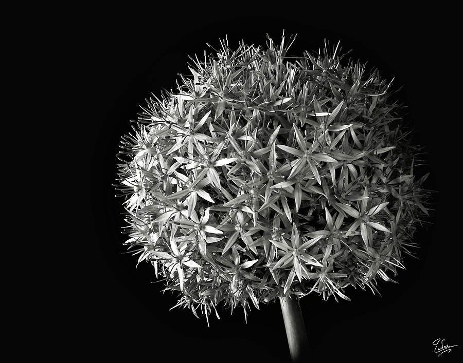 Allium in Black and White Photograph by Endre Balogh