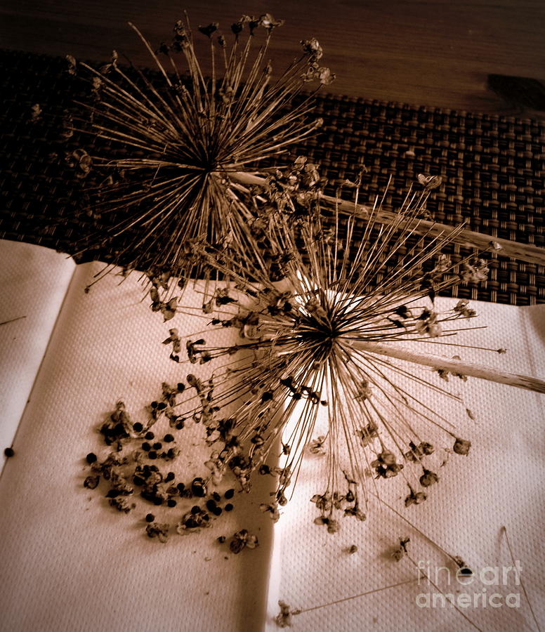 Allium Seeds Photograph by Tatyana Searcy