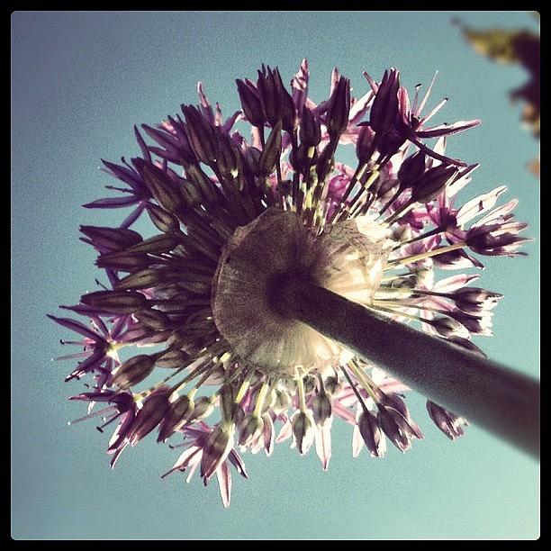 Poppy Photograph - Allium by Steve Simpson
