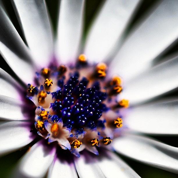 Flowers Still Life Photograph - #all_shots #bestpic #california by Arturo Brook
