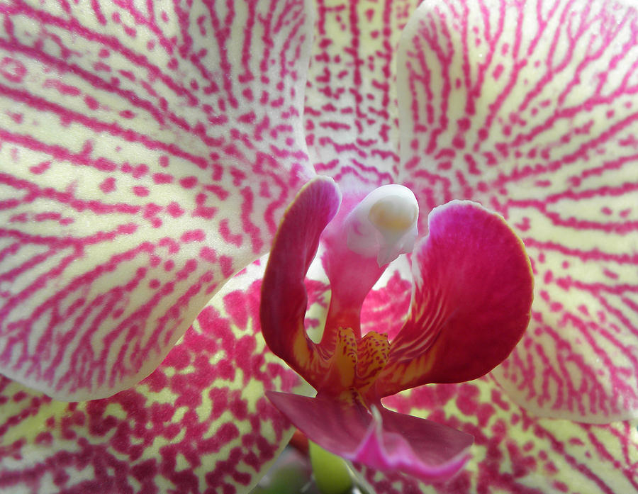 Alluring Orchid  Photograph by Kim Galluzzo Wozniak