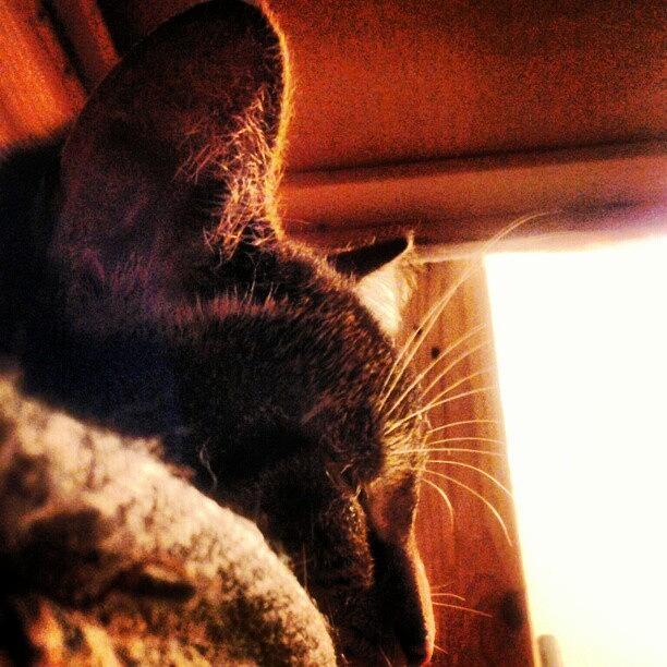 Cat Photograph - Ally Mcbeal #instagram #instacat by Haley B.c.u.