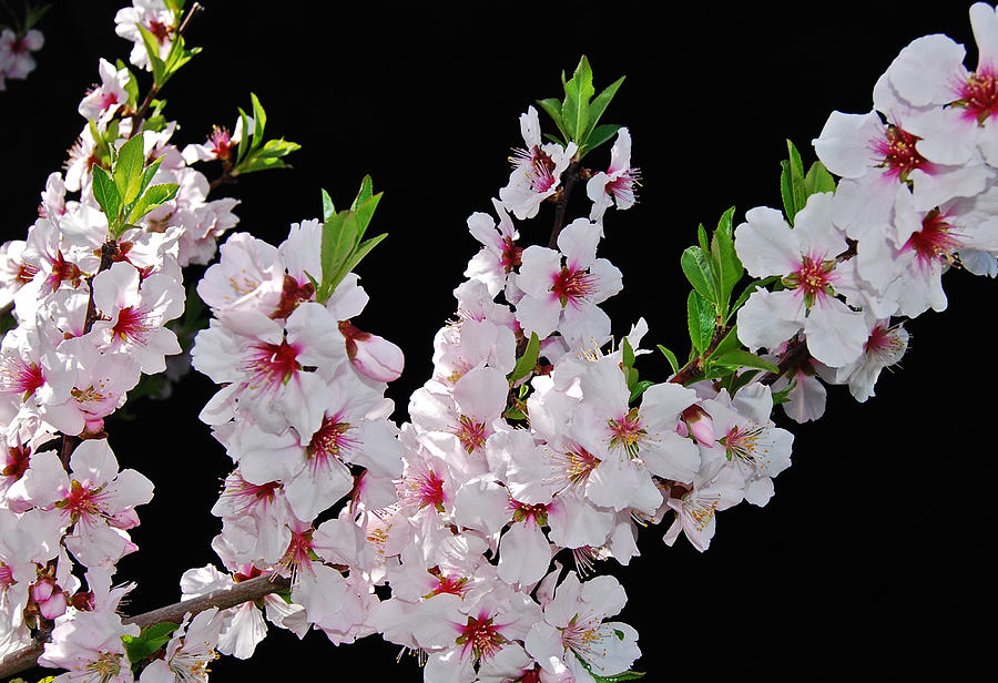 Almond Blossom 0979 Photograph