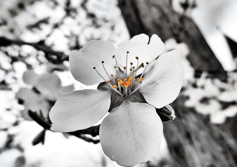 Almond Blossom Photograph by Marianna Mills