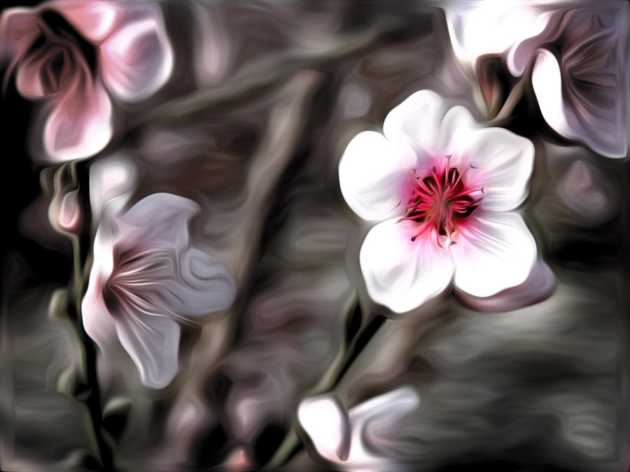 Flower Photograph - Almond Blossom by Meir Ezrachi