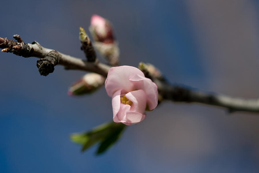 Almond Blossom Photograph by Ralf Kaiser