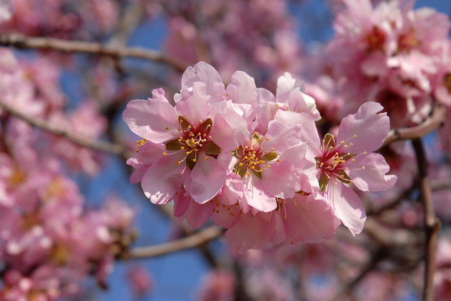 Almond Blossom Spain Photograph by Josie Elias