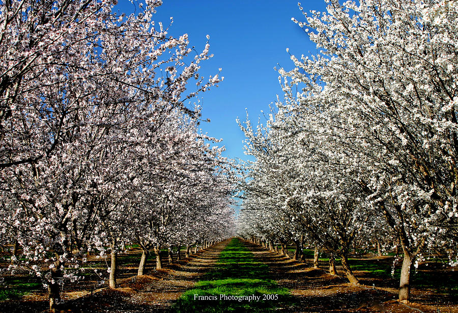 Almond Orchard Photograph by Lisa Francis - Fine Art America