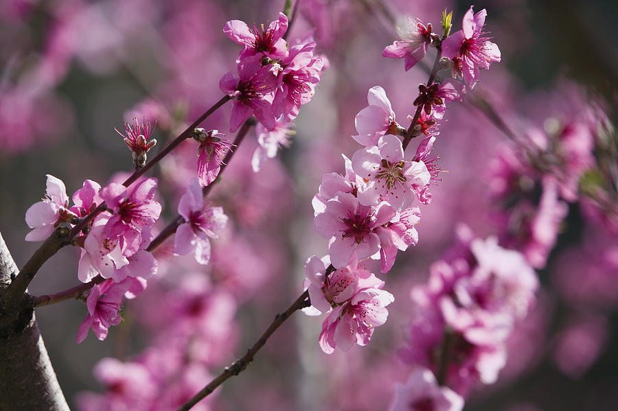 Almond Prunus Dulcis Trees Blooming Photograph by Konrad Wothe