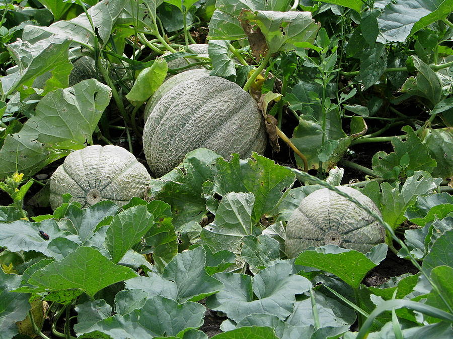 Melons Photograph - Almost Ripe Melons by Victoria Sheldon