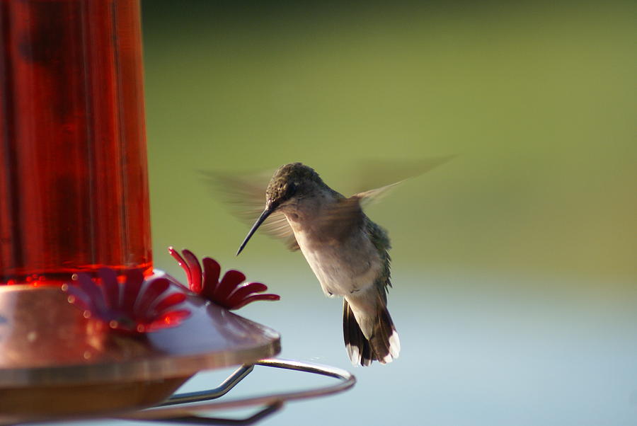 Hummingbird Photograph - Almost There by Karen Puckett