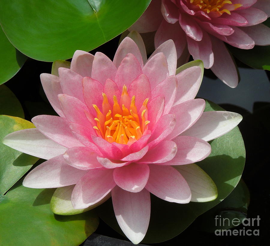 Almost Two Pink Water Lilies Photograph by Renee Trenholm