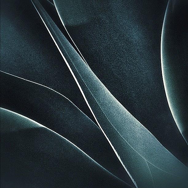 Cactus Photograph - Aloe Abstract by Felice Willat
