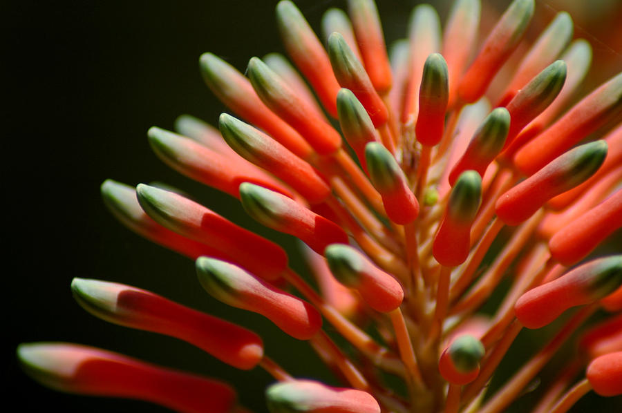 Aloe Bloom 2 Photograph by David Weeks