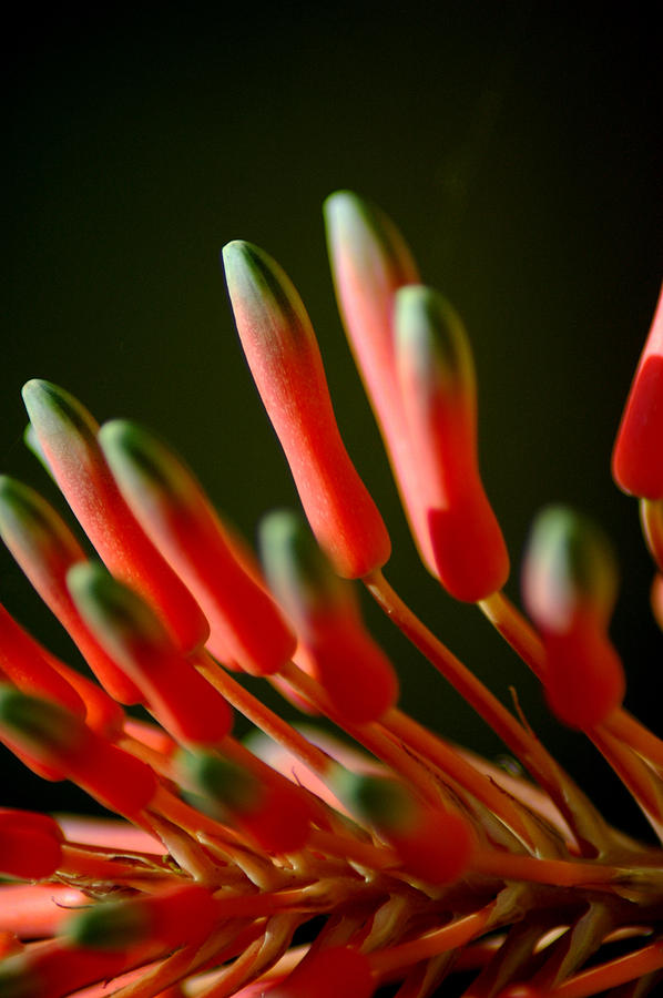 Aloe Bloom 3 Photograph by David Weeks