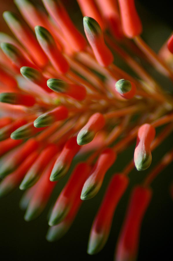 Aloe Bloom Photograph by David Weeks